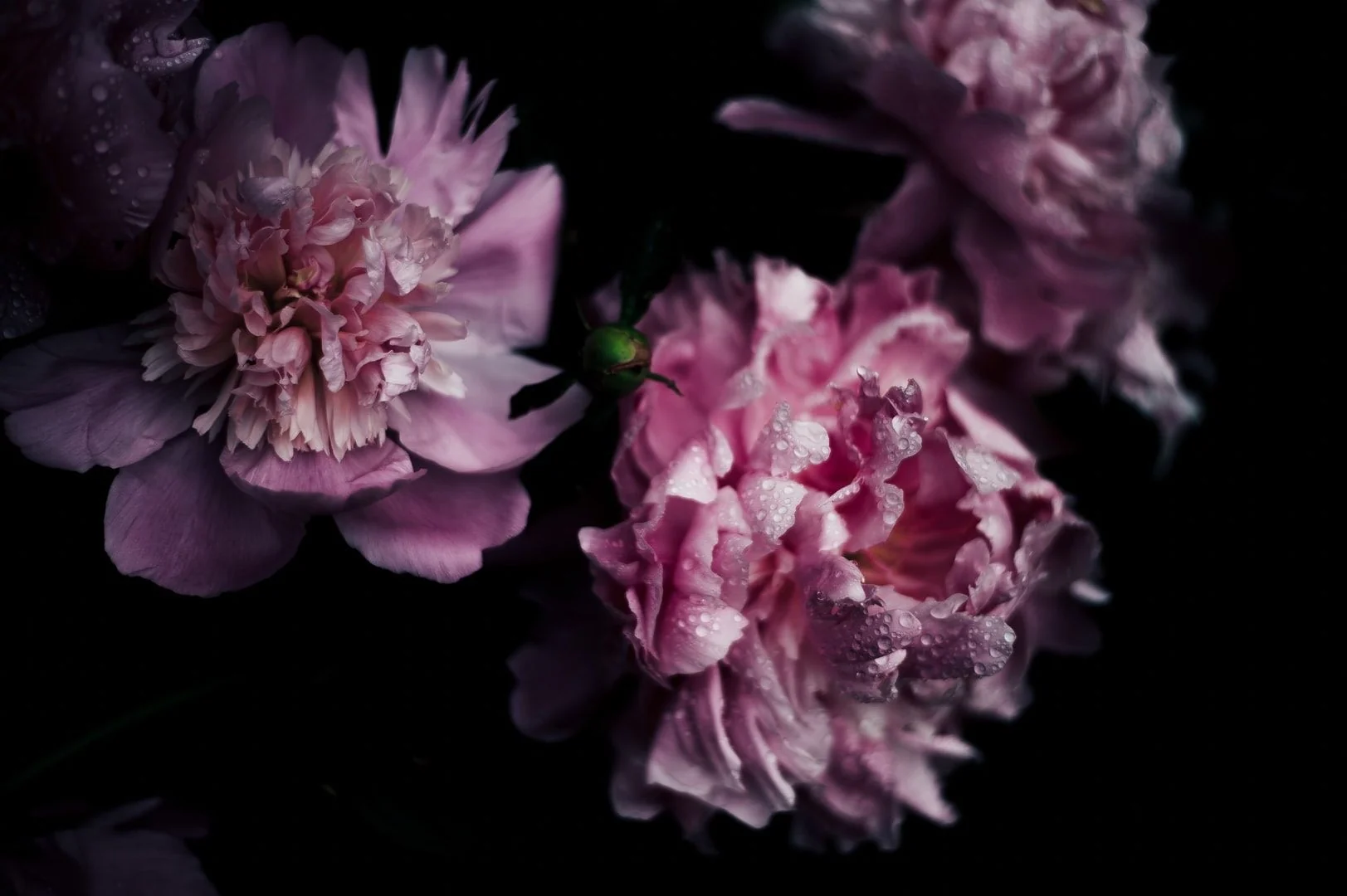 Pastel lavender carnation inspiration