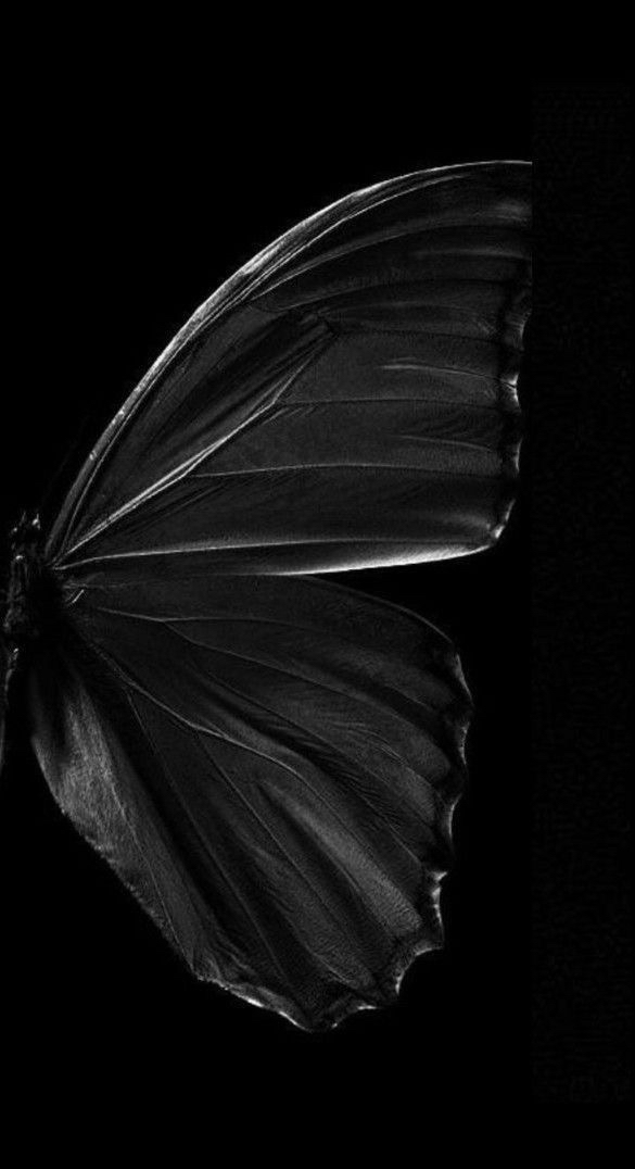 Close view of a dark butterfly wing