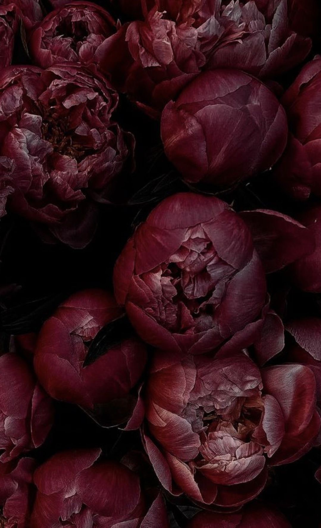 Deep burgundy peonies in full bloom