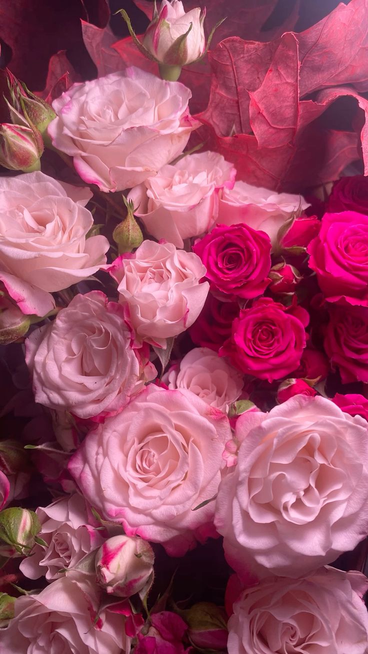 Deep pink roses used as a floral study